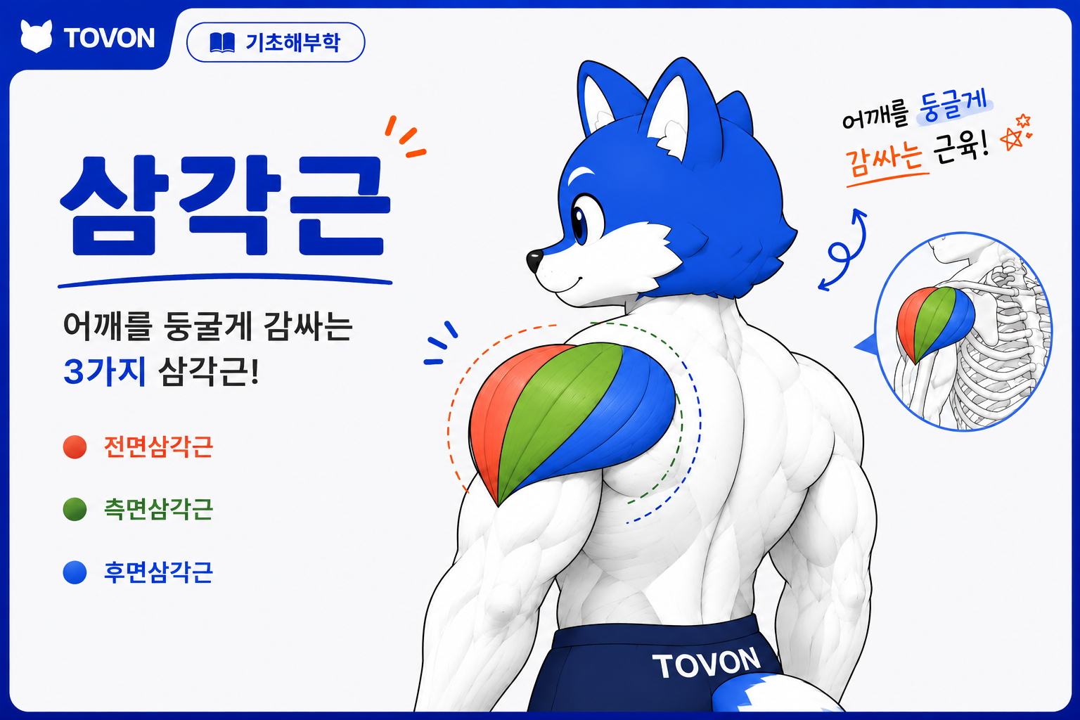 삼각근 표지 이미지