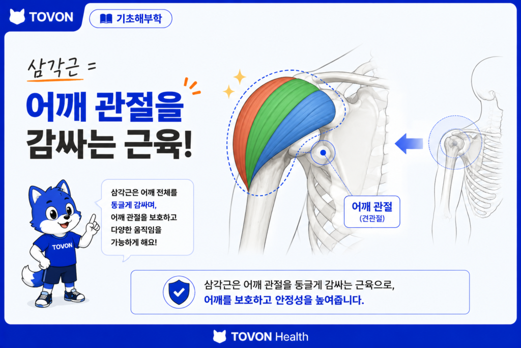 삼각근이란? 어깨의 3가지 부분과 역할 어깨 관절을 감싸고 있는 삼각근의 위치