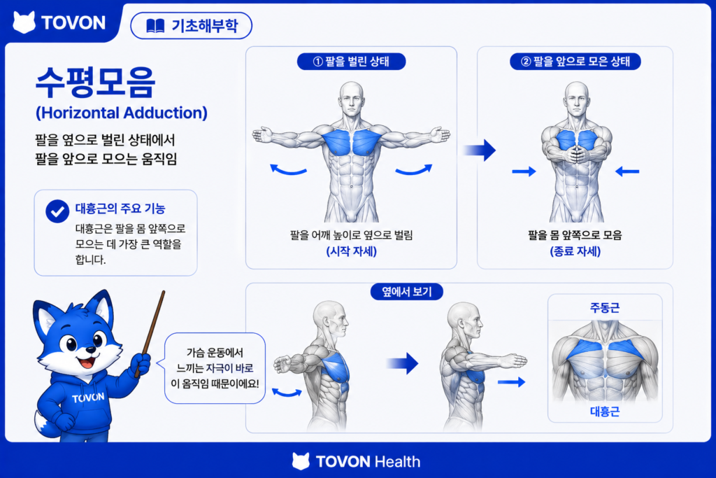 대흉근이 팔을 몸 앞쪽으로 모으는 수평모음 동작