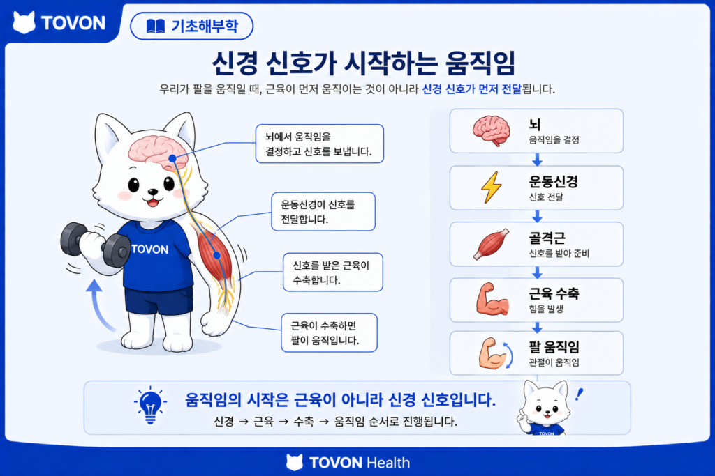 뇌의 신경 신호가 운동신경을 통해 근육에 전달되는 과정
