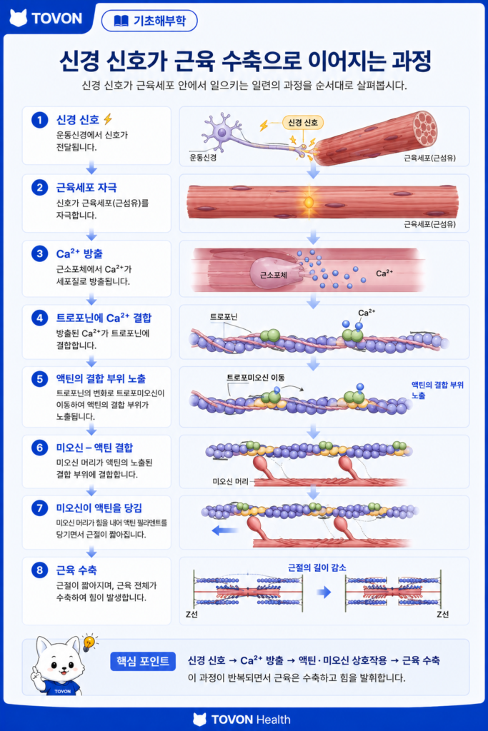 칼슘 방출과 트로포닌 및 트로포미오신의 작용을 통한 근육 수축 과정