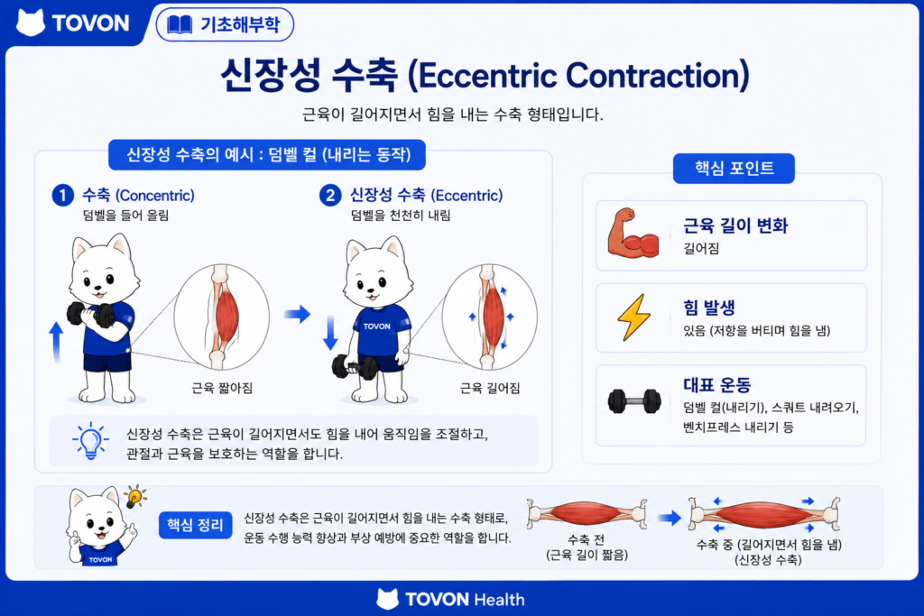 신장성 수축