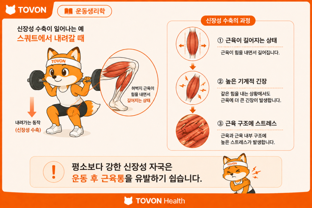 신장성 수축이란? 근육통이 생기는 이유와 근육 성장의 관계 신장성 수축 후 근육에 높은 기계적 긴장이 발생하고 근육통이 나타나는 과정