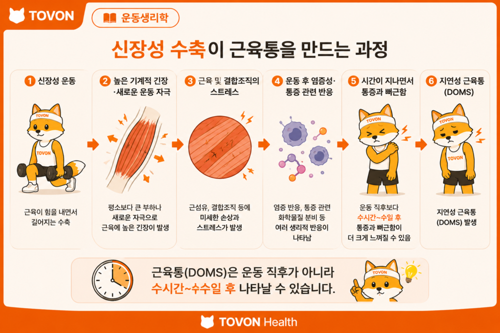 신장성 수축이란? 근육통이 생기는 이유와 근육 성장의 관계 운동 후 여러 생리적 반응을 거쳐 지연성 근육통이 나타나는 과정