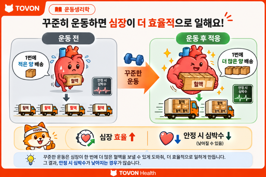 규칙적인 운동으로 심장의 혈액 공급 효율이 높아지고 안정 시 심박수가 낮아지는 과정을 보여주는 그림
