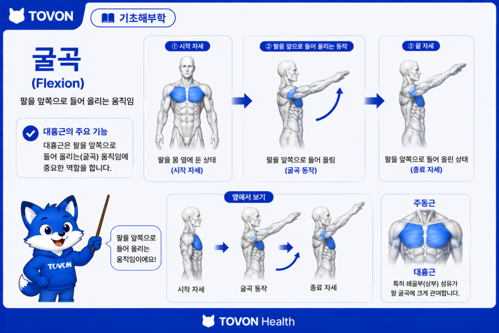 대흉근 쇄골부가 팔을 앞으로 들어 올리는 움직임