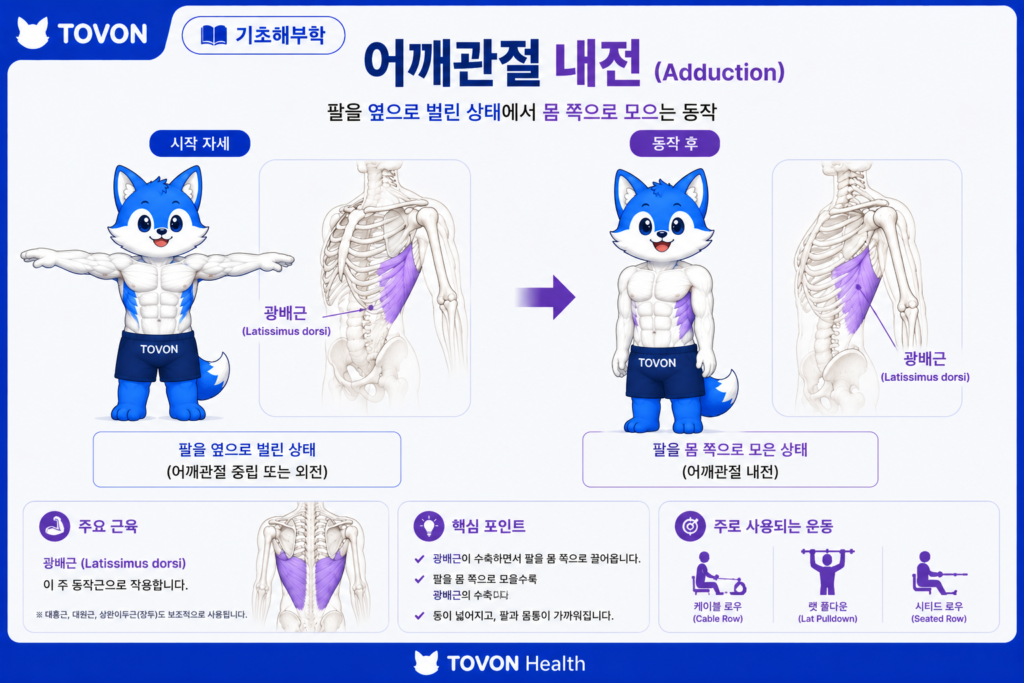 광배근이란? 등 근육의 구조와 역할 어깨관절내전