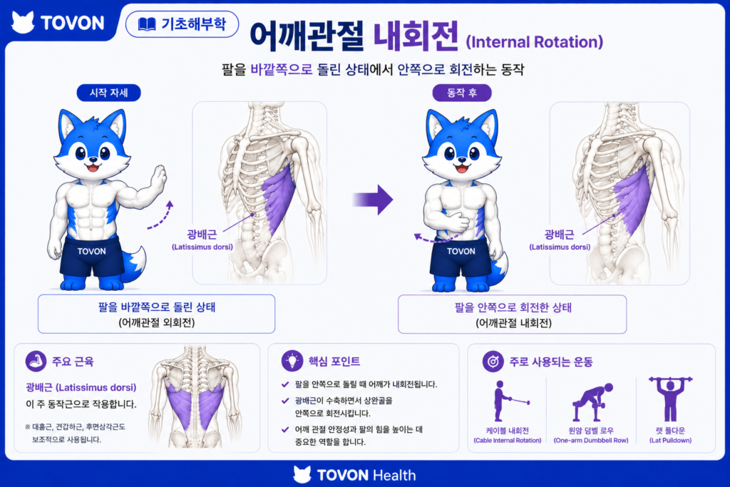 광배근이란? 등 근육의 구조와 역할 어깨관절내회전