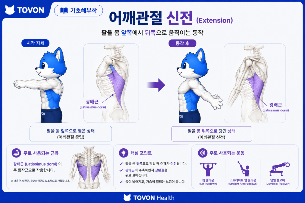 광배근이란? 등 근육의 구조와 역할 어깨관절신전