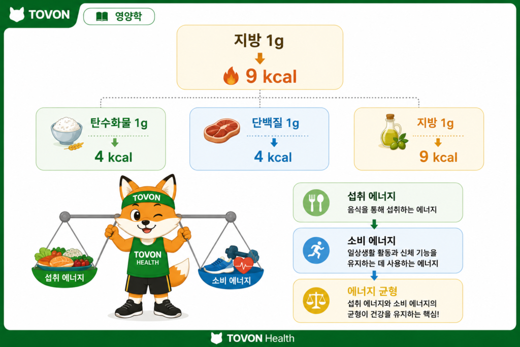 지방은 무조건 나쁠까? 좋은 지방과 나쁜 지방 이해하기 지방 섭취량과 에너지 균형에 따른 체지방 증가 관계