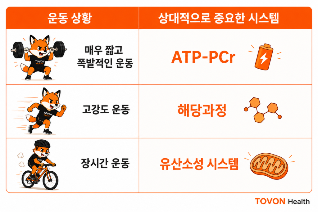 운동 강도와 지속시간에 따라 달라지는 ATP 에너지 시스템의 상대적 기여도