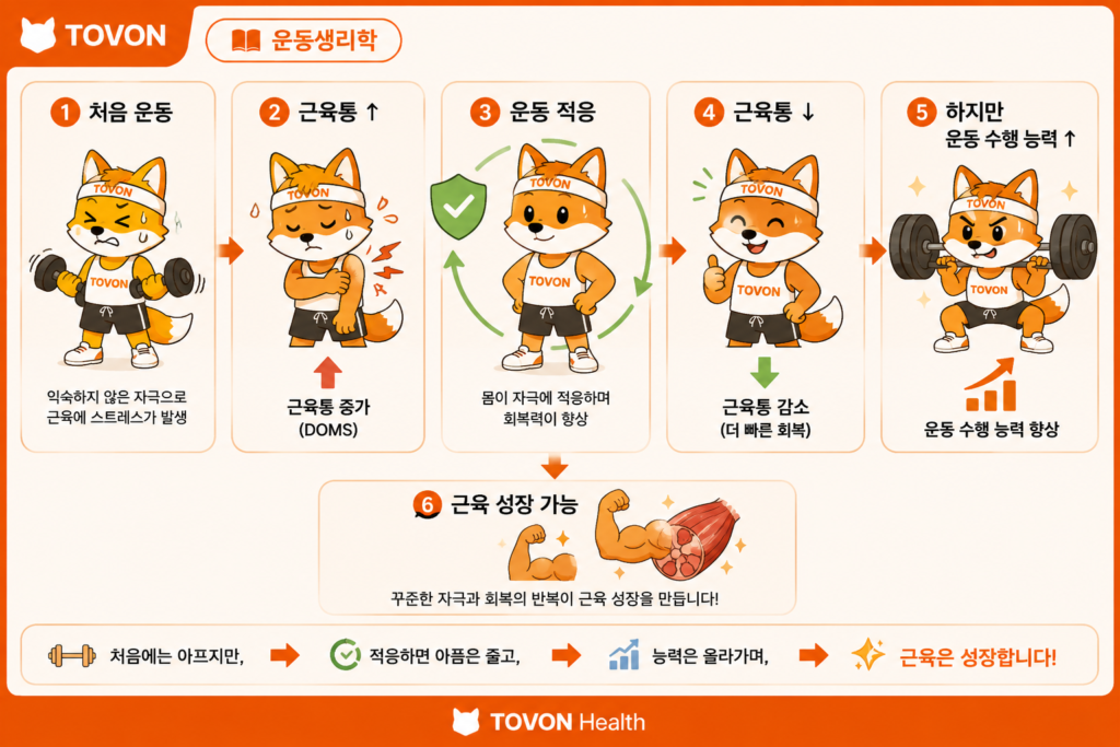 운동 적응에 따라 근육통은 감소하지만 운동 수행능력은 향상되는 과정