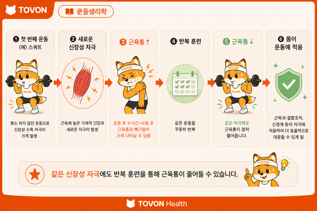 신장성 수축이란? 근육통이 생기는 이유와 근육 성장의 관계 같은 운동을 반복하면서 근육통이 점차 감소하는 반복 운동 효과