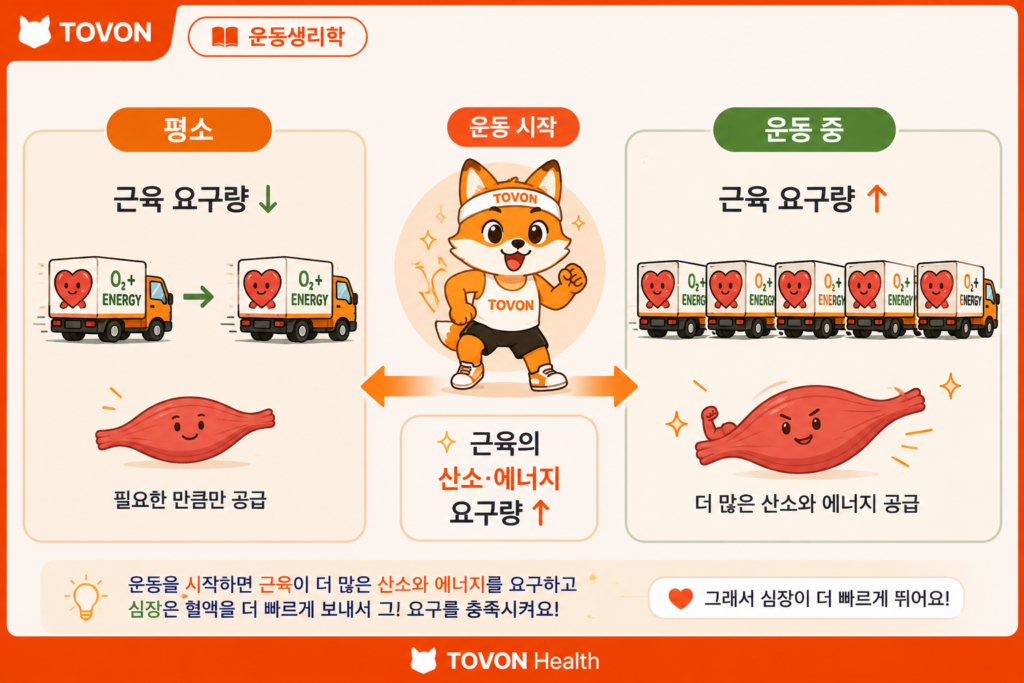 운동 전후 근육의 산소와 에너지 요구량 증가에 따라 심장이 더 자주 뛰는 과정