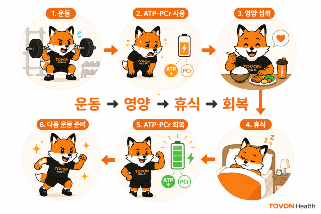운동 후 ATP와 크레아틴인산 및 근육 글리코겐이 회복되는 과정