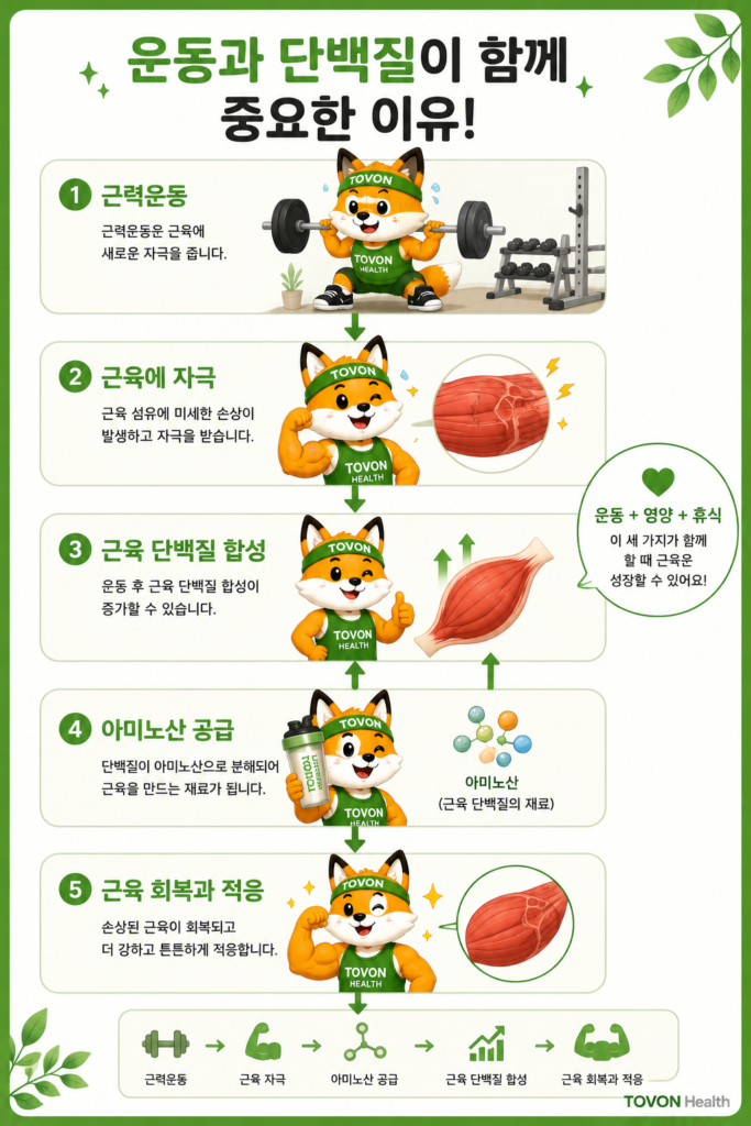 근력운동 후 근육 단백질 합성과 단백질 섭취의 관계