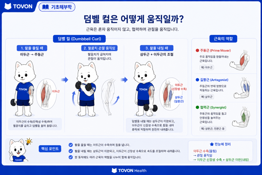 덤벨 컬에서 이두근과 주변 근육이 함께 작용하는 모습