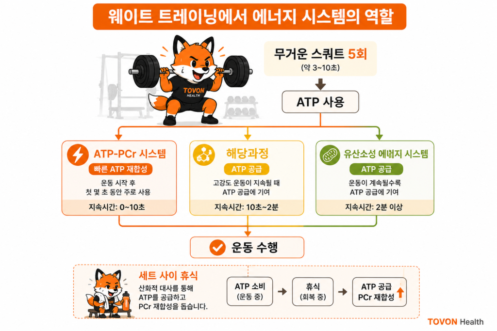 웨이트 트레이닝 중 ATP-PCr 시스템과 해당과정 및 유산소성 시스템이 함께 ATP를 공급하는 과정