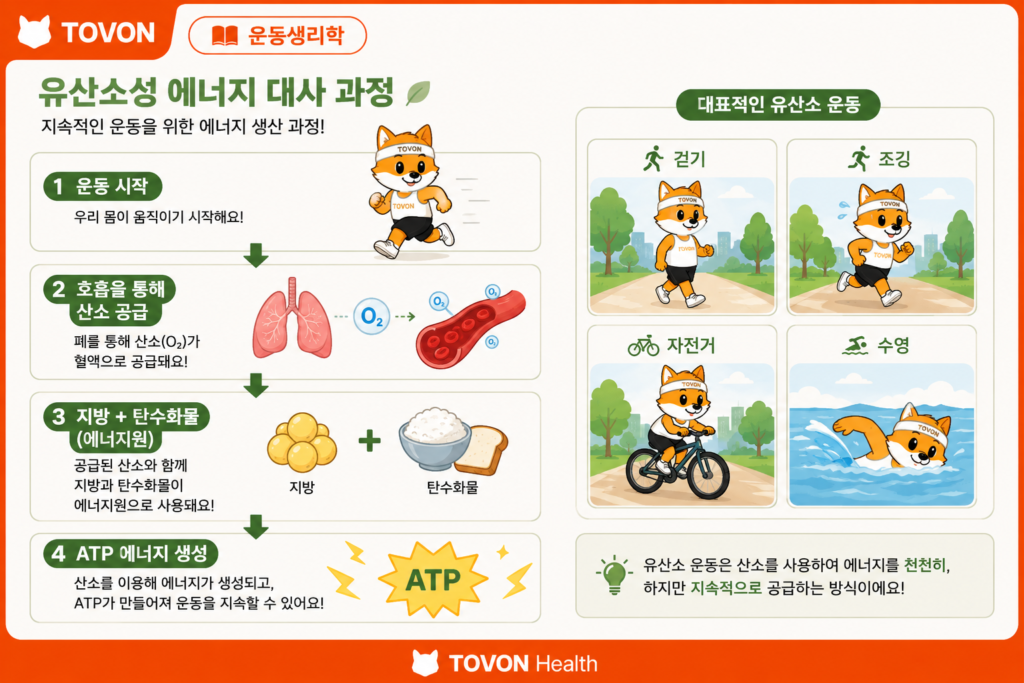 유산소 운동에서 산소를 이용해 에너지를 생성하는 과정