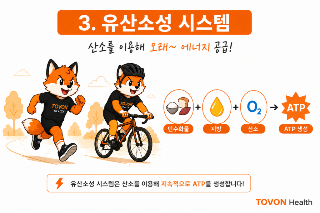 산소를 이용해 탄수화물과 지방으로 ATP를 생성하는 유산소성 에너지 시스템