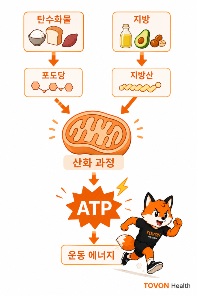 탄수화물이 피루브산과 아세틸-CoA를 거쳐 TCA 회로와 전자전달계에서 ATP를 생성하는 과정