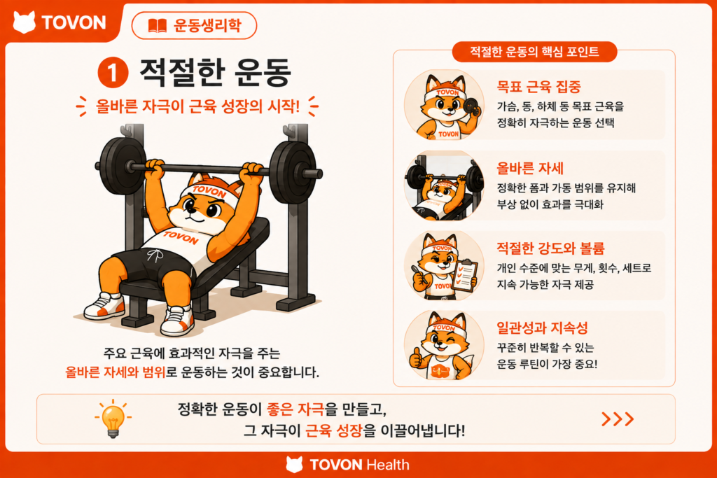 근비대를 위한 적절한 운동