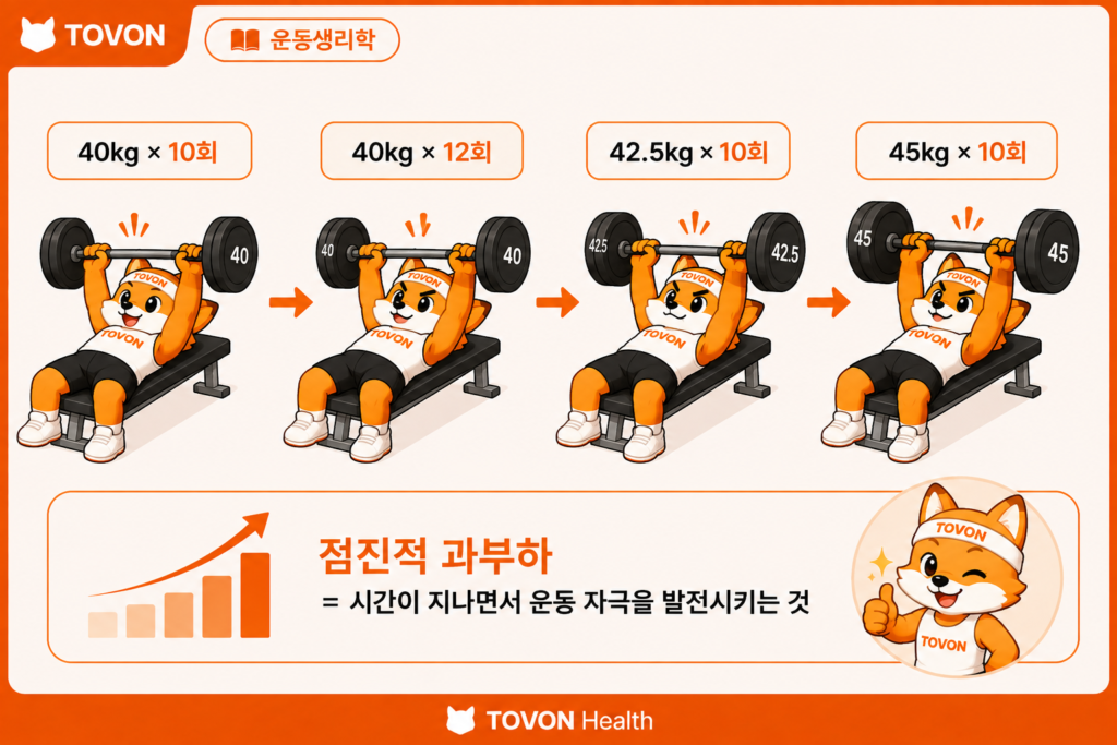 벤치프레스 중량과 반복 횟수를 점진적으로 증가시키는 과정