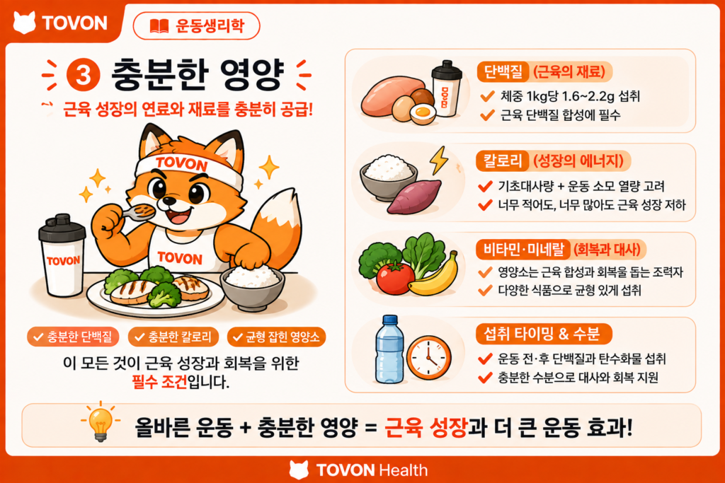 근비대에 필요한 충분한 영양
