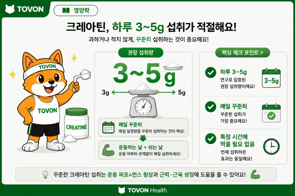 크레아틴의 일반적인 하루 섭취량인 3~5g과 매일 꾸준히 섭취하는 방법을 설명한 인포그래픽