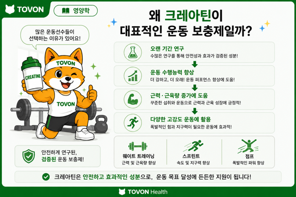 크레아틴이 운동 수행능력과 고강도 운동에 도움을 주는 이유를 설명한 인포그래픽