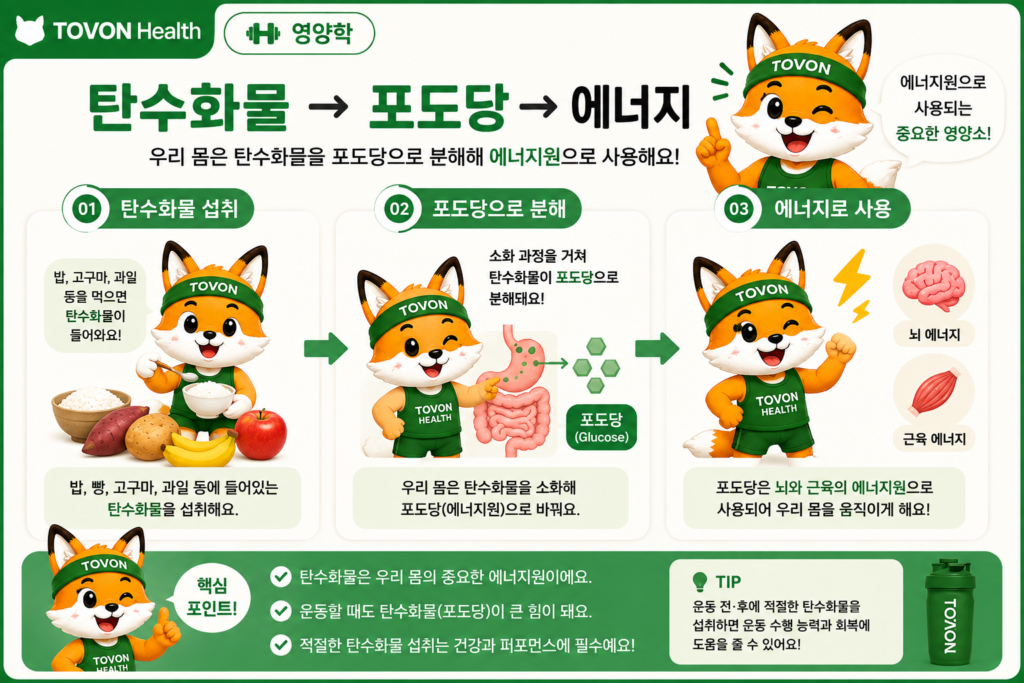 탄수화물이 포도당으로 분해되어 에너지원으로 사용되는 과정