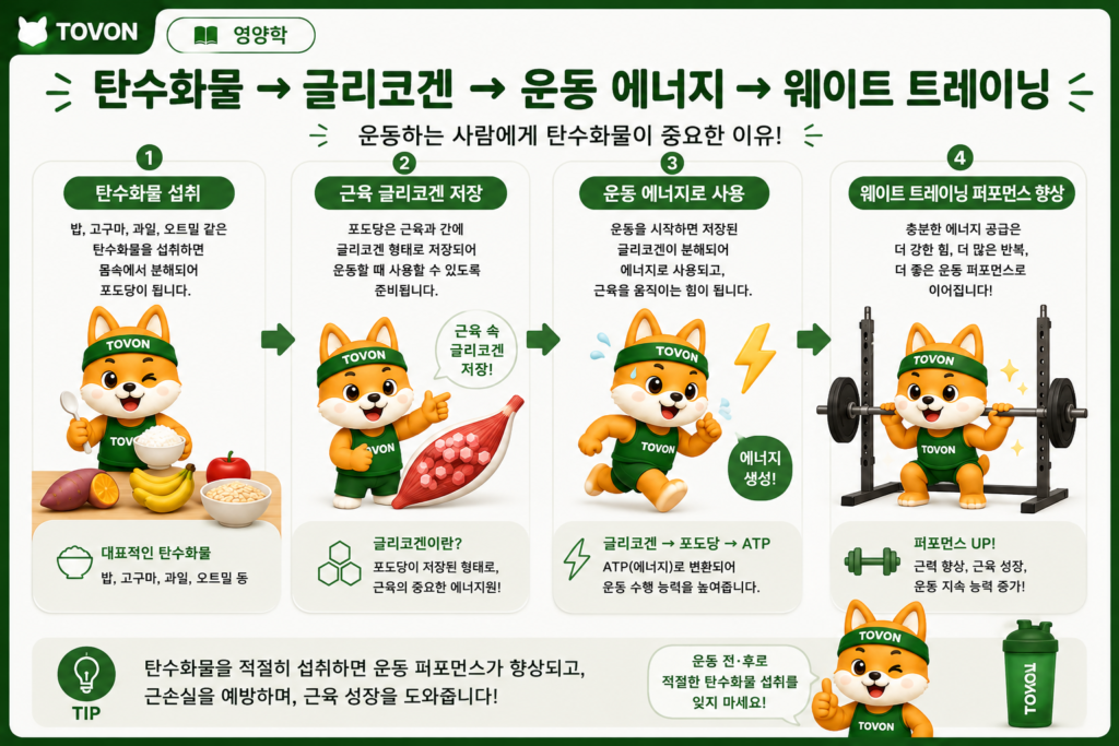운동 중 근육에 저장된 글리코겐을 에너지원으로 사용하는 과정