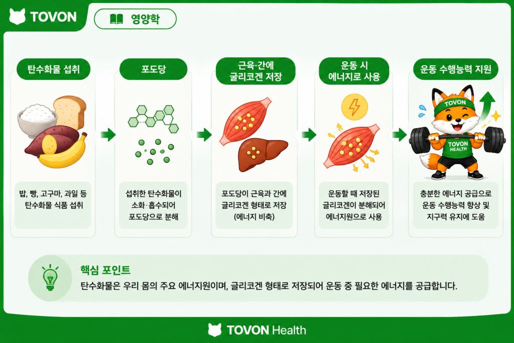 탄수화물 섭취량은 얼마나? 운동하는 사람의 단백질·지방 섭취량까지 운동 중 근육에 저장된 글리코겐을 에너지원으로 사용하는 과정