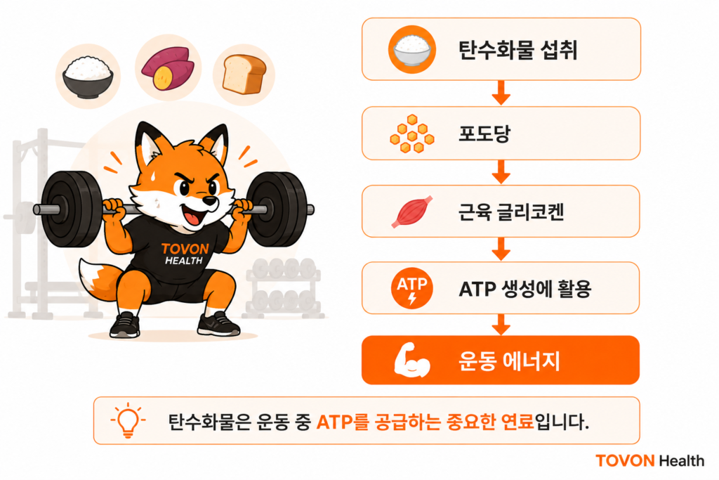 탄수화물이 포도당과 글리코겐 형태로 저장되어 운동 중 ATP 생성에 사용되는 과정