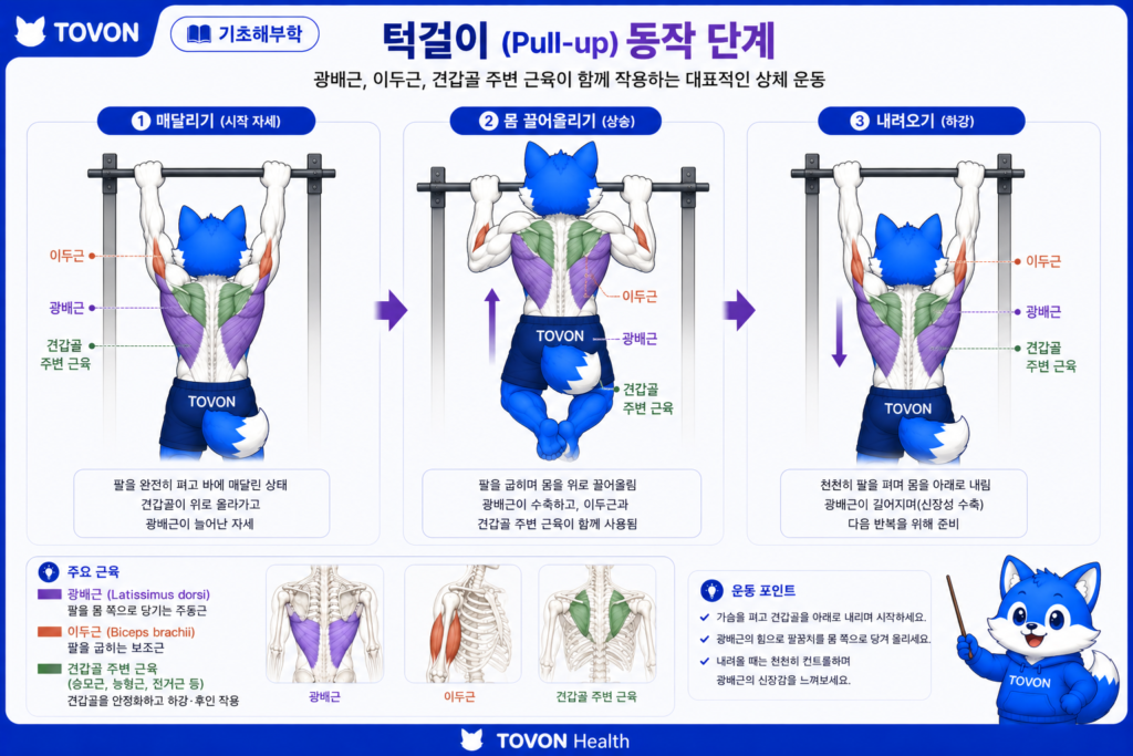 광배근이란? 등 근육의 구조와 역할 턱걸이에서 광배근이 팔을 아래로 당기는 움직임