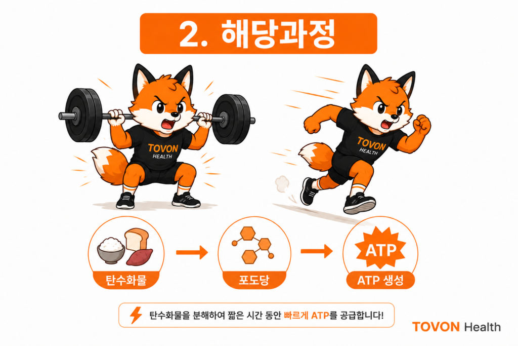 탄수화물이 해당과정을 거쳐 ATP를 생성하는 에너지 대사 과정