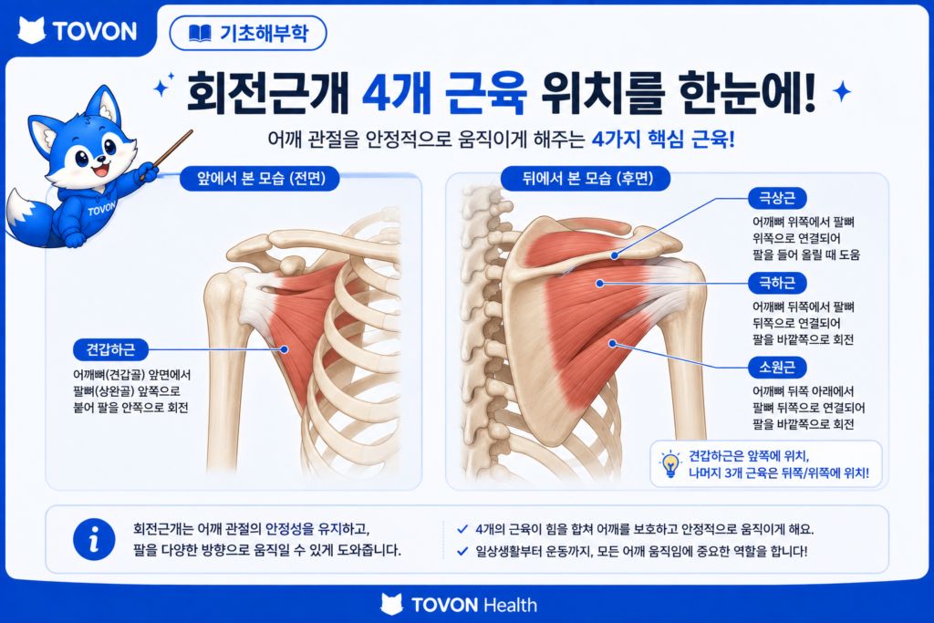 회전근개 4개 근육 한눈에 보기