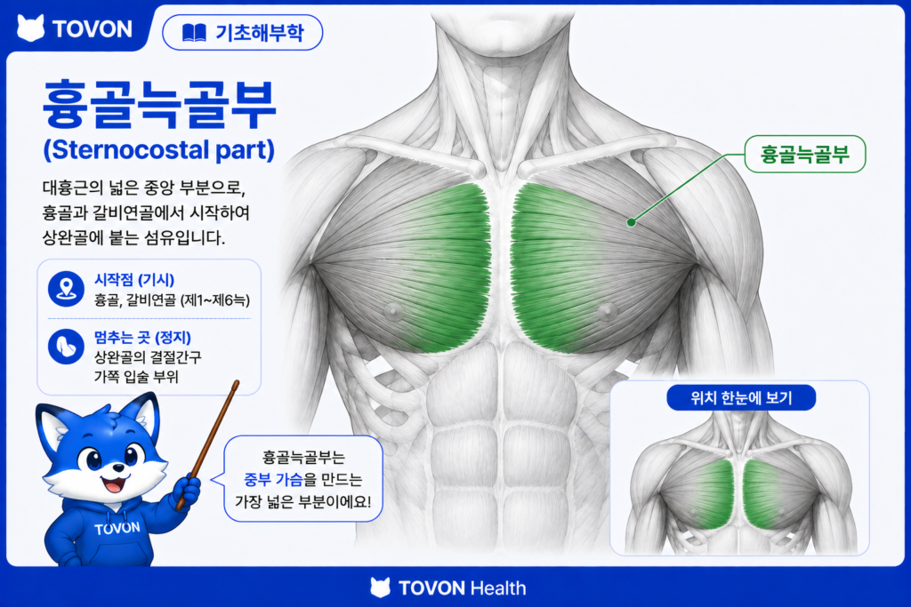 대흉근 흉골늑골부의 위치와 근섬유 방향