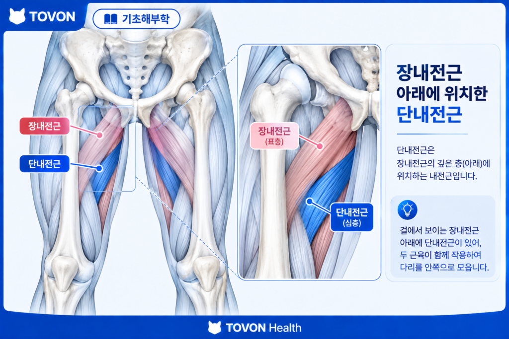 단내전근의 위치와 구조