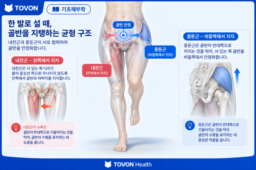 내전근과 중둔근이 골반과 다리를 안정화하는 모습