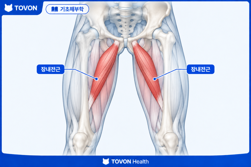 장내전근의 위치와 구조