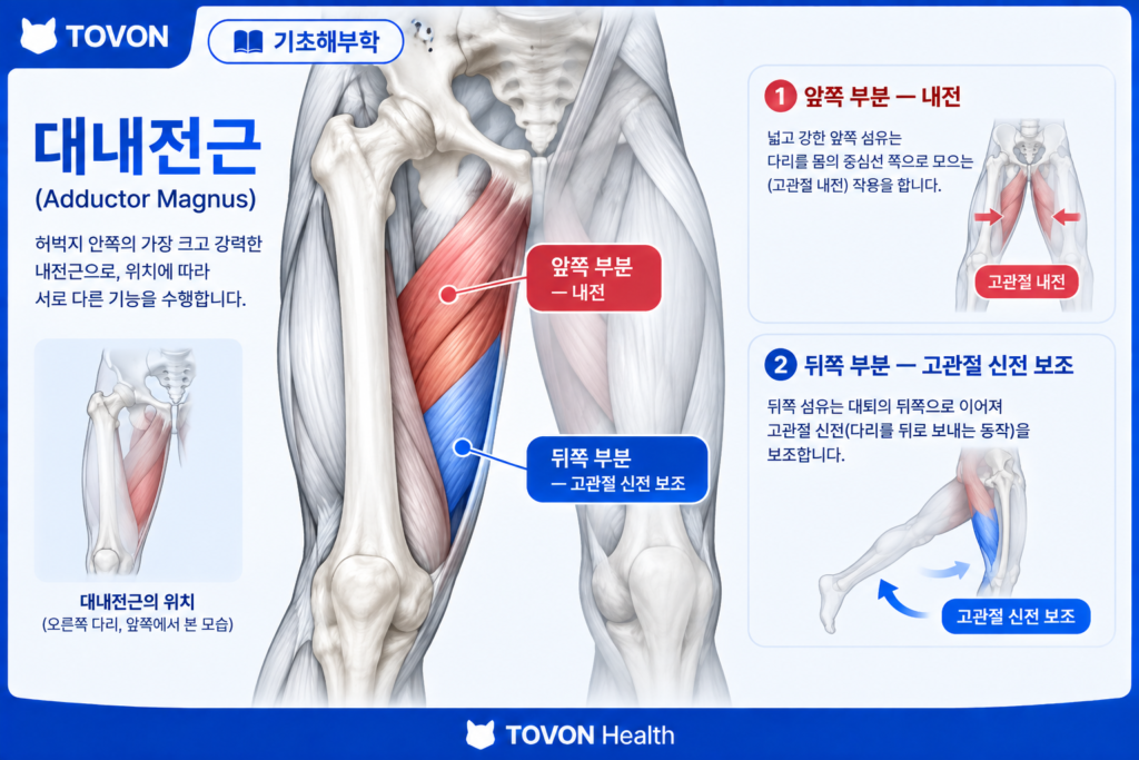 대내전근의 위치와 고관절 움직임에 대한 역할