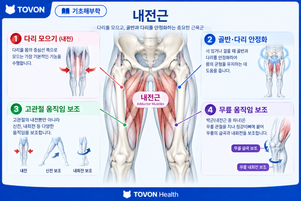내전근의 네 가지 주요 역할을 정리한 인포그래픽