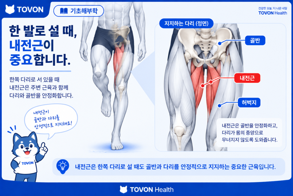 한 발로 서 있을 때 골반과 다리를 안정화하는 내전근
