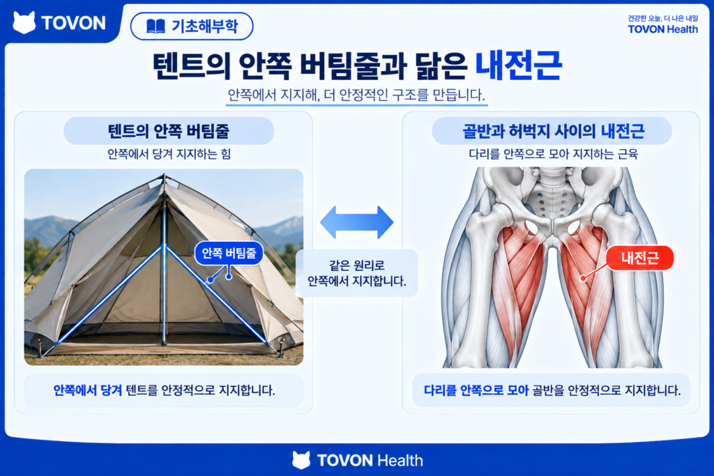 내전근을 허벅지 안쪽의 버팀줄에 비유한 이미지