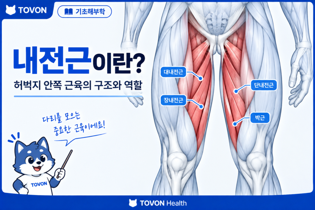 내전근이란 허벅지 안쪽 근육의 구조와 역할