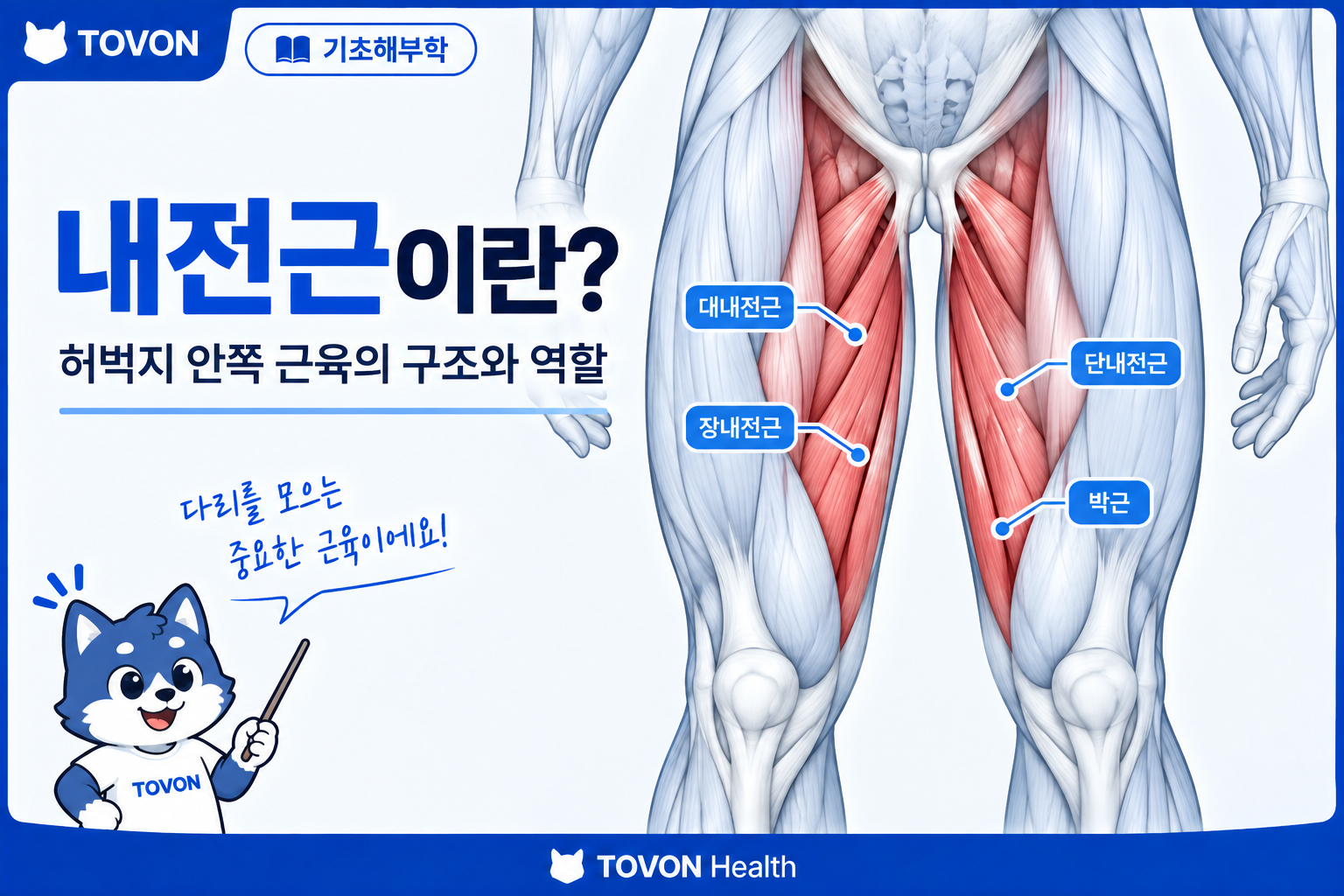 내전근이란 허벅지 안쪽 근육의 구조와 역할