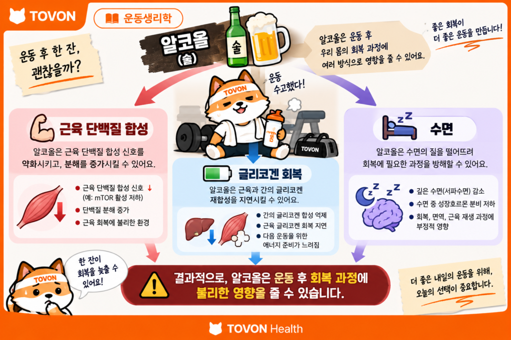 운동 후 알코올 섭취가 근육 단백질 합성과 글리코겐 및 수면 등 회복에 미치는 영향을 보여주는 이미지