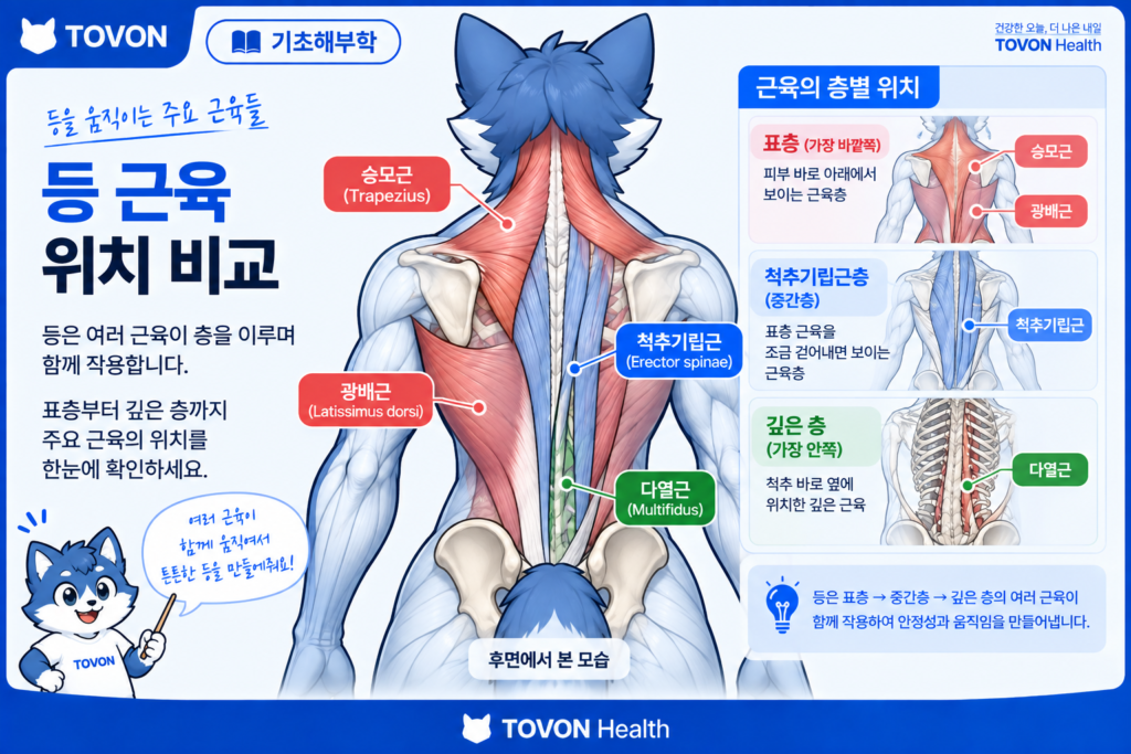 척추기립근이란? 척추를 지지하는 등 근육의 구조와 역할 척추기립근과 광배근 승모근 다열근의 위치와 깊이 비교