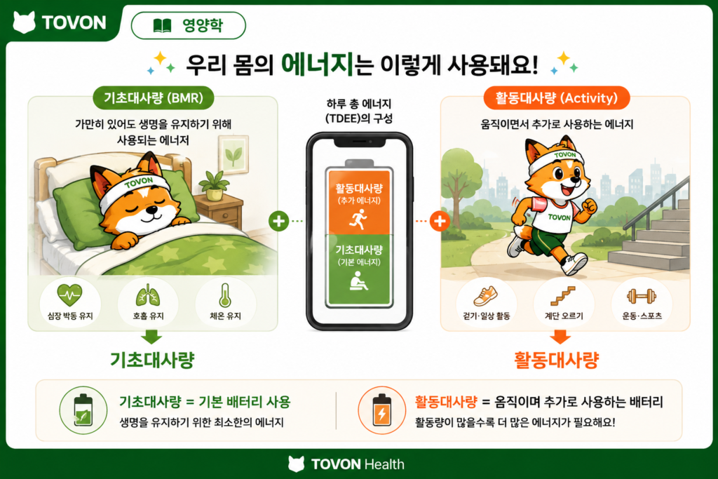 기초대사량과 활동대사량이란? 하루에 필요한 칼로리 계산하기 기초대사량과 활동대사량의 차이를 비교한 이미지